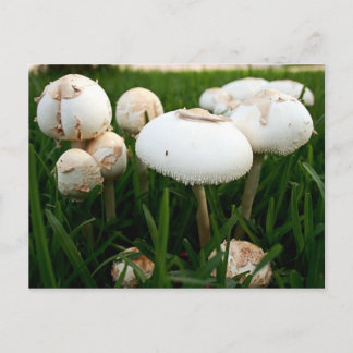 Green Spored Lepiota Postkarte