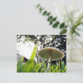 Green Spored Lepiota Postkarte (Stehend Vorderseite)