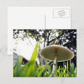 Green Spored Lepiota Postkarte (Vorne/Hinten)