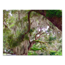 Green Stillness – Mossy Oak in a Tranquil Forest Fotodruck