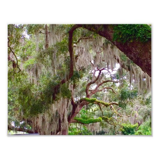 Green Stillness – Mossy Oak in a Tranquil Forest Fotodruck (Vorne)