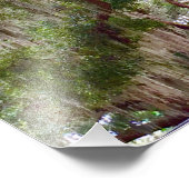 Green Stillness – Mossy Oak in a Tranquil Forest Fotodruck (Ecke)