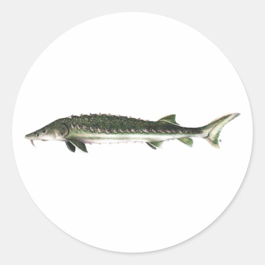 Green Sturgeon - Acipenser medirostris Runder Aufkleber (Vorderseite)