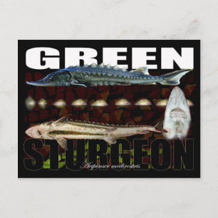 Green Sturgeon-Collage-Postcard Postkarte