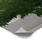 Green Summer Family Tree Foto Poster (Ecke)