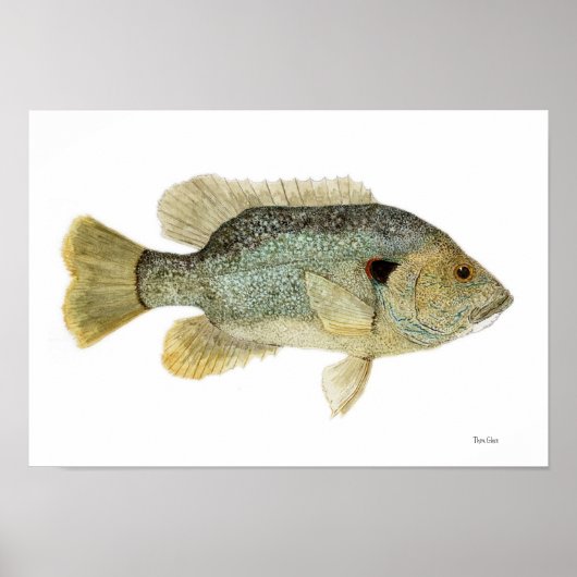Green Sunfish Watercolor-Studie Poster (Vorne)