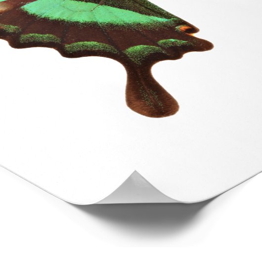 Green Swallowtail Butterfly Poster (Ecke)
