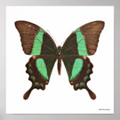 Green Swallowtail Butterfly Poster (Vorne)