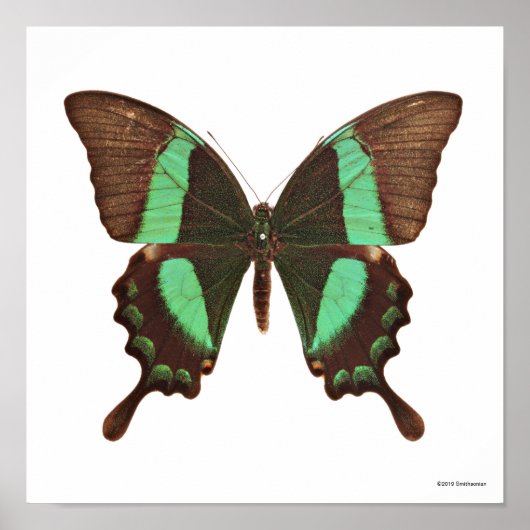 Green Swallowtail Butterfly Poster (Vorne)