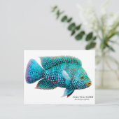Green Texas Cichlid Postcard Postkarte (Stehend Vorderseite)
