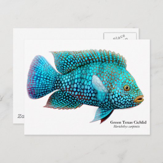 Green Texas Cichlid Postcard Postkarte (Vorne/Hinten)