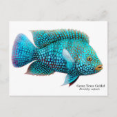 Green Texas Cichlid Postcard Postkarte (Vorderseite)