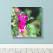 Green Throated Carib Hummingbird auf Bougainvillea Leinwanddruck (Insitu (Holzboden))