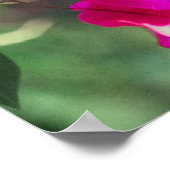 Green Throated Carib Hummingbird auf Bougainvillea Poster (Ecke)