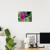 Green Throated Carib Hummingbird auf Bougainvillea Poster (Heimbüro)