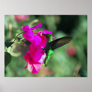 Green Throated Carib Hummingbird auf Bougainvillea Poster
