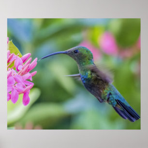 Green Throated Carib Hummingbird Poster
