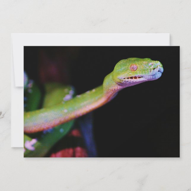 Green Tree Boa Stretching (Vorderseite)