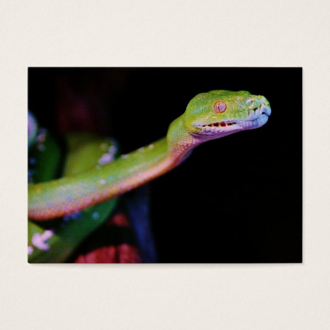 Green Tree Boa Stretching (Vorderseite)