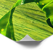 Green Tree Frog Australian Frog Poster (Ecke)