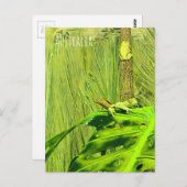 Green Tree Frog Australian Frog Postkarte (Vorne/Hinten)