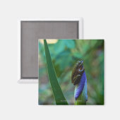 Green Tree Frog on Iris Magnet (Vorderseite/Rückseite)