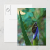 Green Tree Frog on Iris Postkarte (Vorne/Hinten)