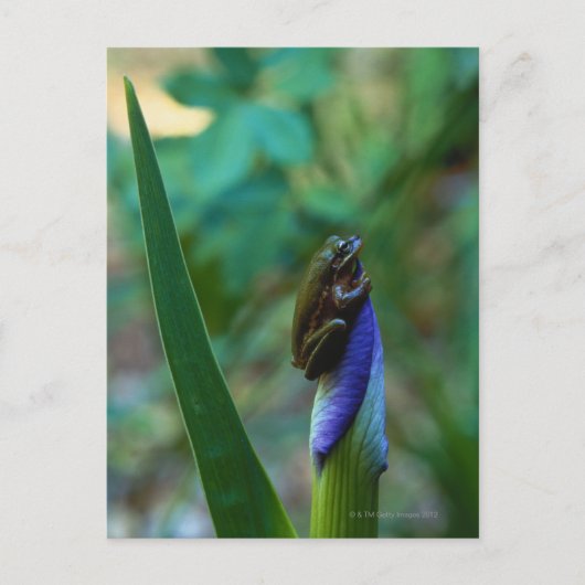 Green Tree Frog on Iris Postkarte (Vorderseite)