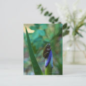 Green Tree Frog on Iris Postkarte (Stehend Vorderseite)