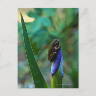 Green Tree Frog on Iris Postkarte
