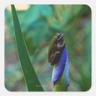 Green Tree Frog on Iris Quadratischer Aufkleber