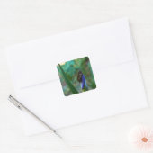 Green Tree Frog on Iris Quadratischer Aufkleber (Umschlag)