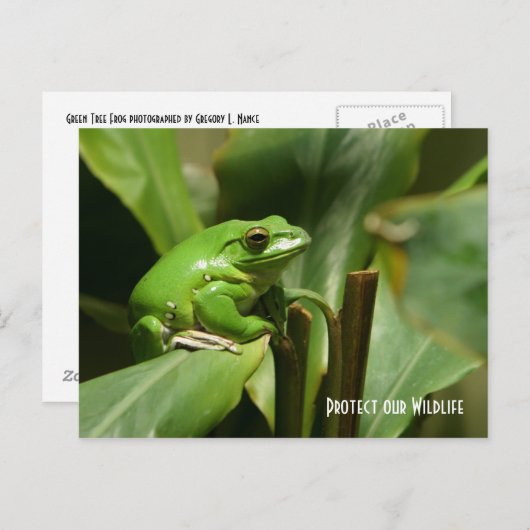 Green Tree Frog Post Card Postkarte (Vorne/Hinten)