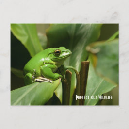 Green Tree Frog Post Card Postkarte