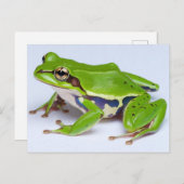 Green Tree Frog Postcard Postkarte (Vorne/Hinten)