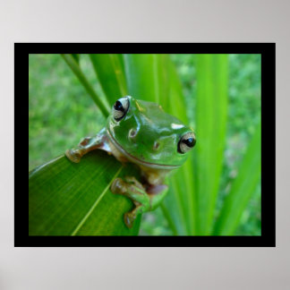 Green Tree Frog Posters & Prints Poster