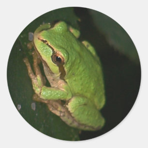 Green Tree Frog Sticker