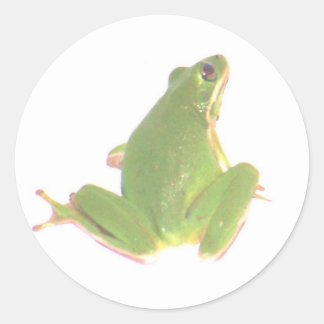 Green Tree Frog Sticker - Klein