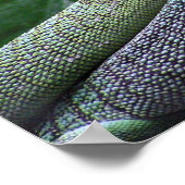 Green Tree Monitor - Varanus prasinus Poster (Ecke)