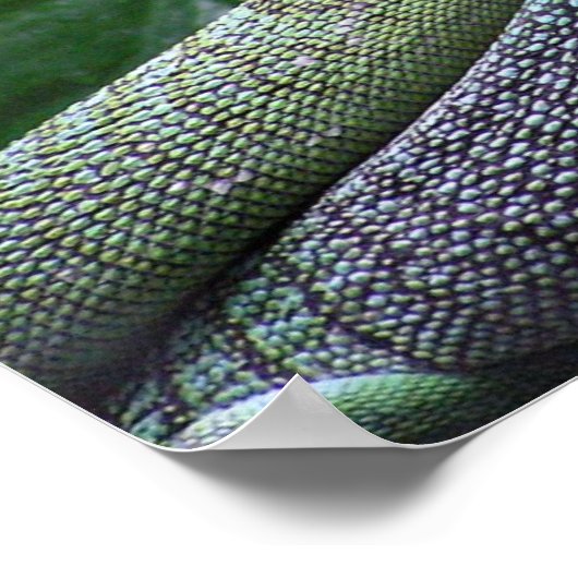 Green Tree Monitor - Varanus prasinus Poster (Ecke)