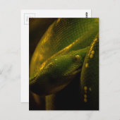 green tree python eye postkarte (Vorne/Hinten)