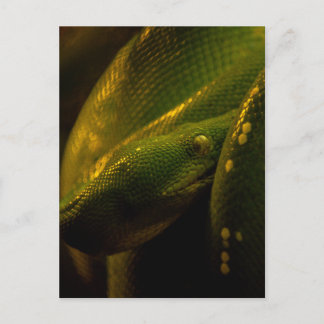 green tree python eye postkarte