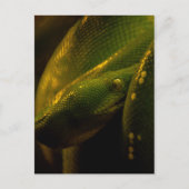 green tree python eye postkarte (Vorderseite)