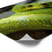 Green Tree Python Poster (Ecke)