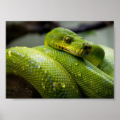 Green Tree Python Poster (Vorne)
