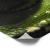 Green Tree Python Poster (Ecke)