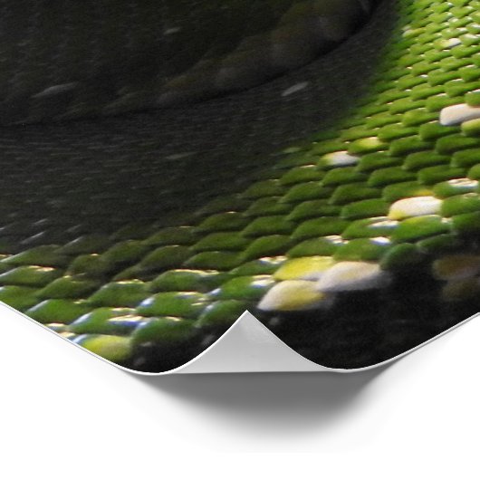 Green Tree Python Poster (Ecke)