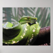 Green Tree Python Poster (Vorne)