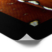 Green Tree Python Poster (Ecke)