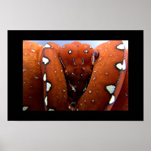 Green Tree Python Poster (Vorne)